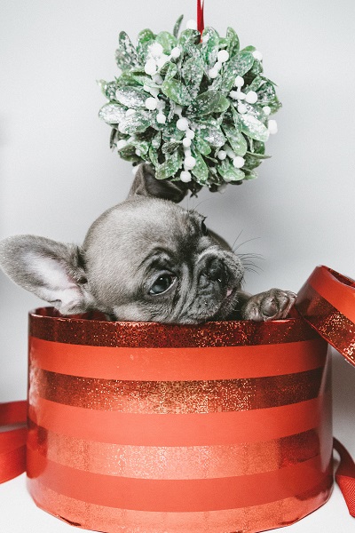 Een puppy kijkt uit een rode geschenkdoos onder een takje maretak.