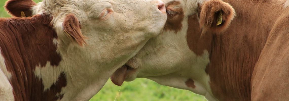 Twee bruin-witte koeien drukken hun koppen tegen elkaar.