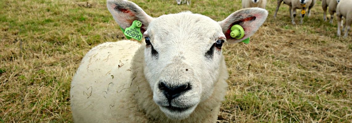 kaasschapen-1140