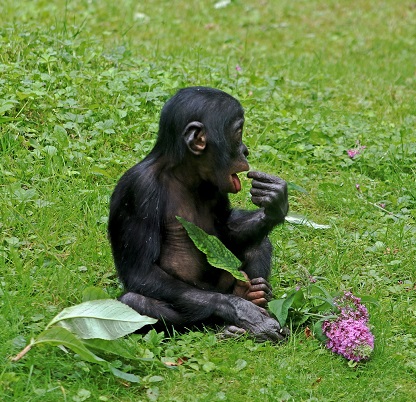 kleinebonobo