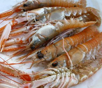 langoustine2
