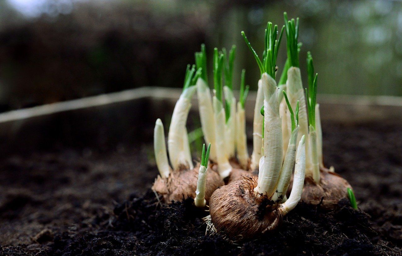 lente2.jpg