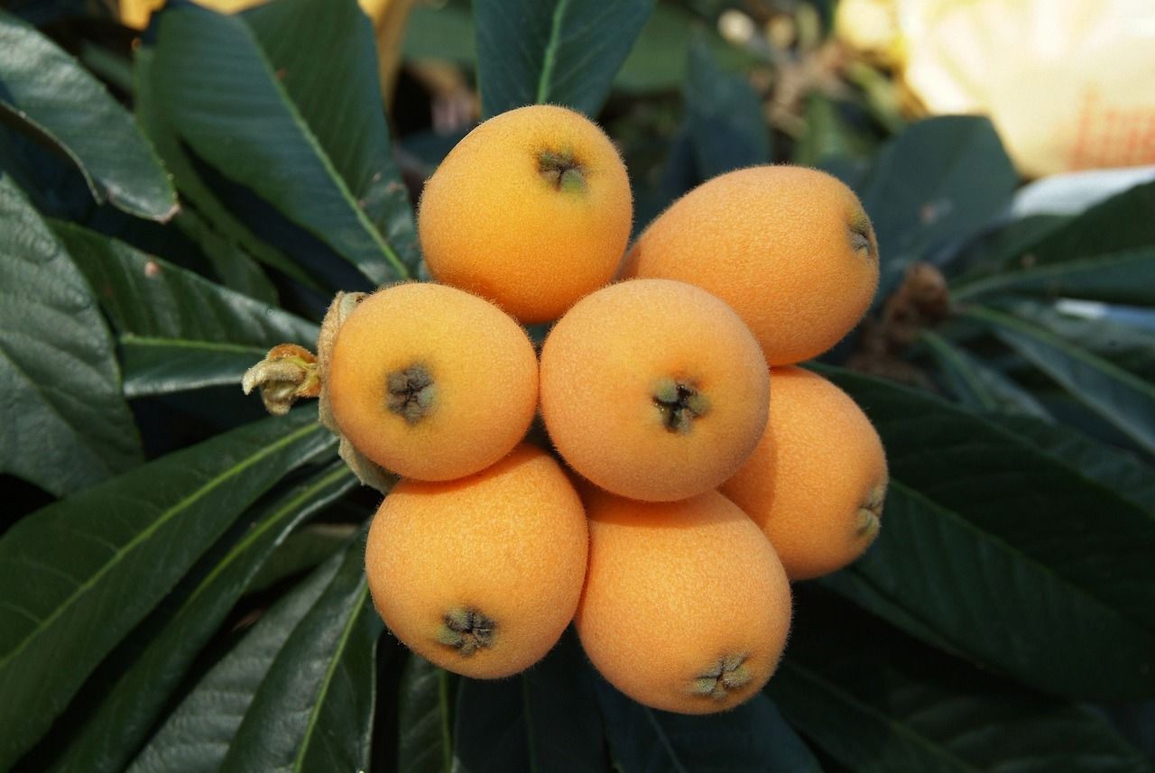 loquat.jpg