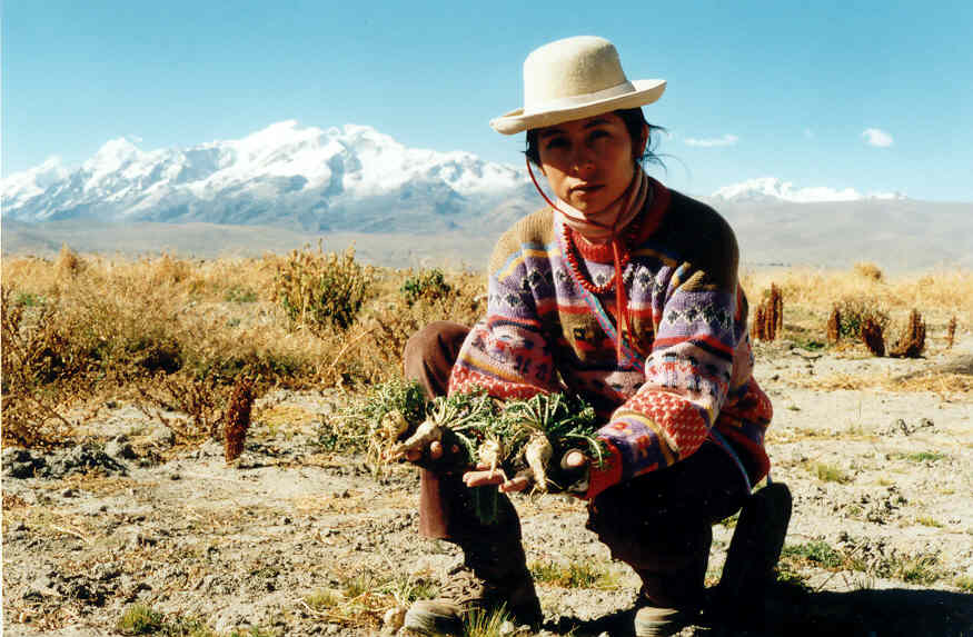 maca1