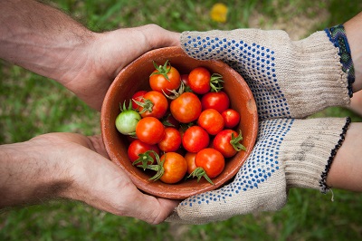 mandje-tomaten
