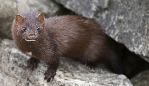 mink