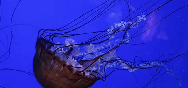 Een kwal met lange tentakels in blauw verlicht water.