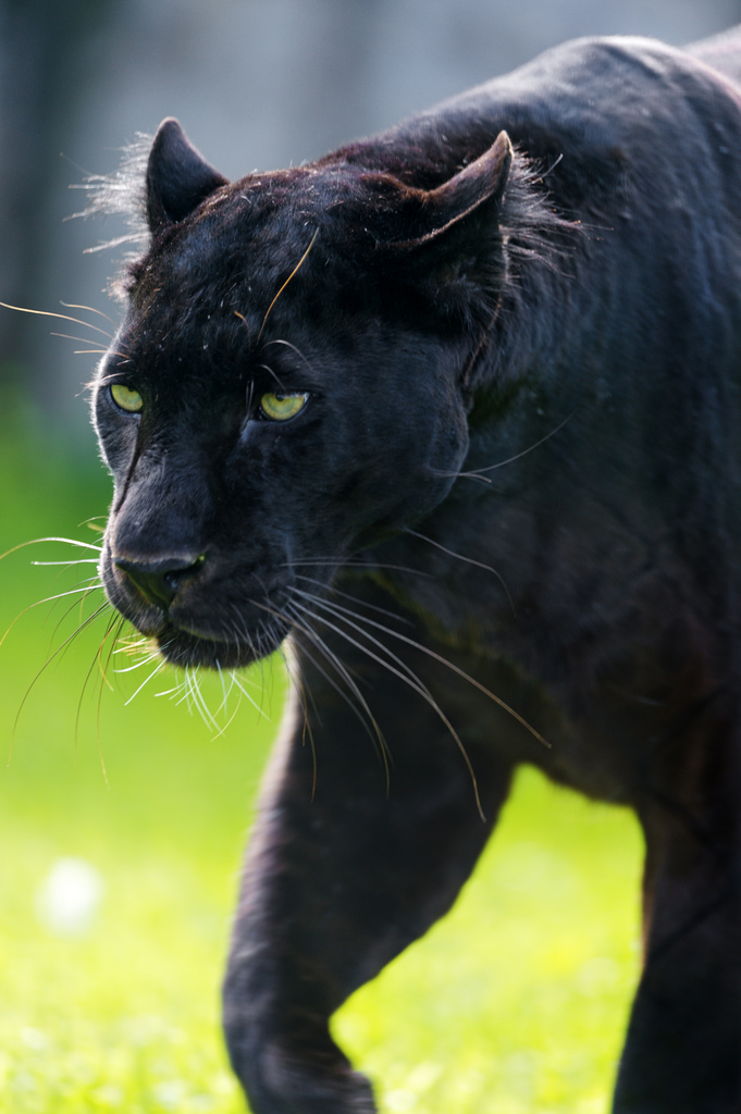 panter