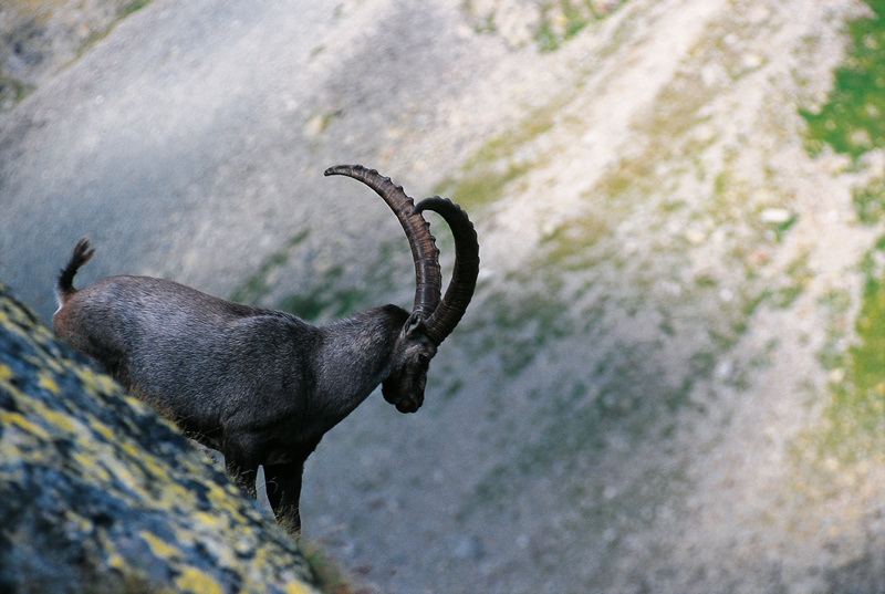 Steenbok