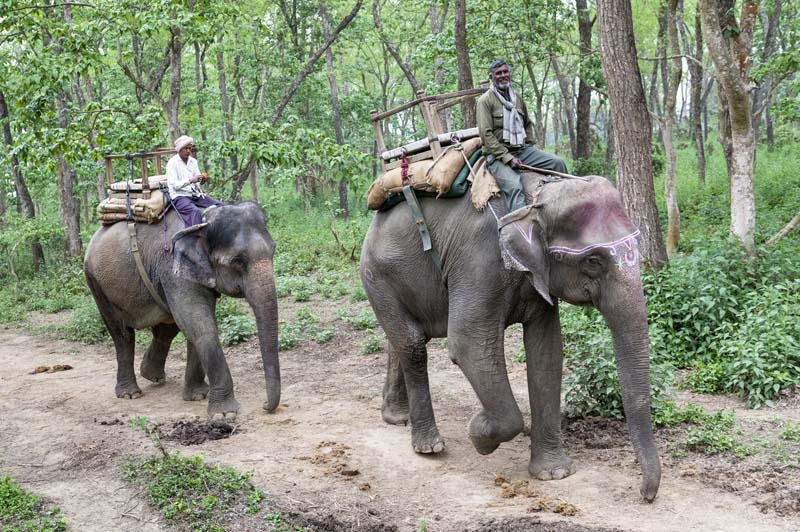 Olifantensafari in Chitwan
