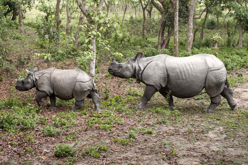Specataculair... neushoorns tijdens de olifantensafari in Chitwan