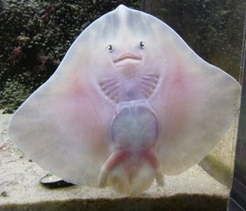 De lichte onderkant van een rog tegen het glas van een aquarium.