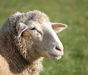 schapen