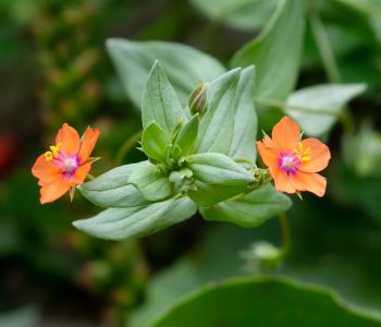 soeppimpernel