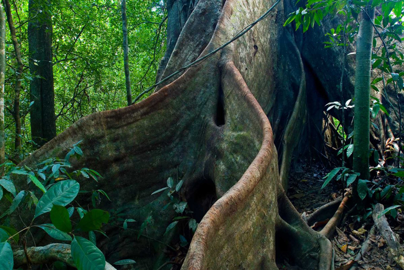 Khao Sok National Park.