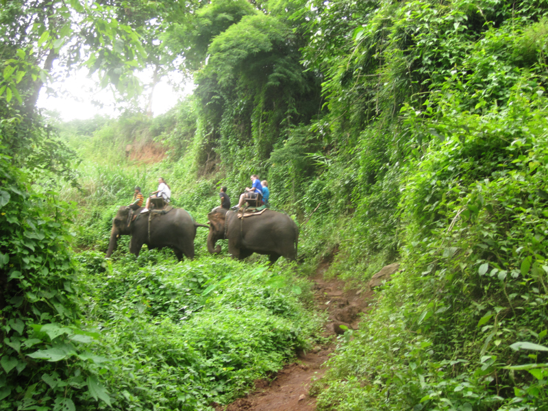 Jungletrekking Thailand (olifanten).