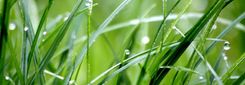 Groene grassprieten met waterdruppels.