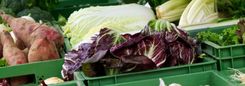 Groene kratten met verse groenten, waaronder zoete aardappelen, kool en venkel.