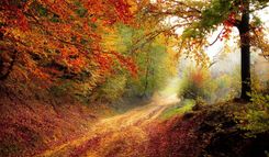 Een bospad tussen bomen met rode, oranje en gele herfstbladeren in het zonlicht.