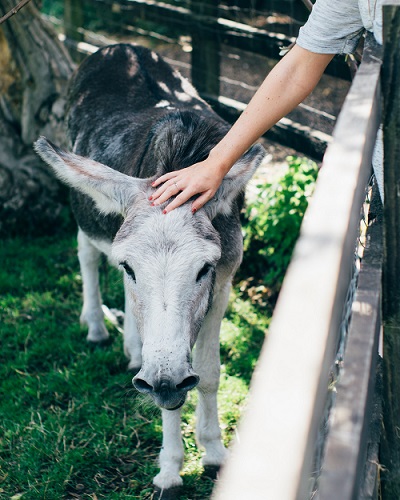 tom-byrom-1053208-unsplash