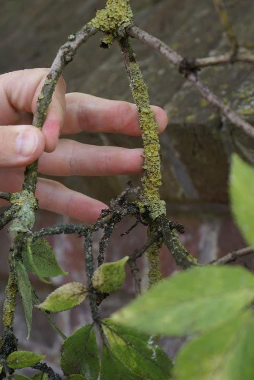 Herken je het inmiddels? Korstmos + bladluizen + roetdauwschimmels + chlorose.