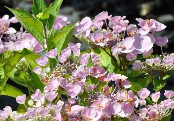 Hydrangea macrophylla mag je deels snoeien.