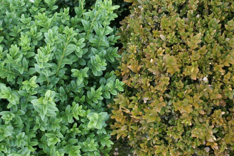 Een gezonde buxus naast een gebrekkige buxus... Het verschil is duidelijk. Hier is De Tuindokter nog niet geweest...