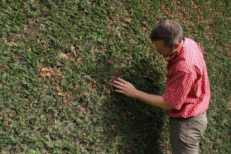Inspecteer je haag regelmatig op insecten, ziekten en voedingstekorten (haag op deze foto: coniferenhaag = Cupressocyparis 'Leylandii').