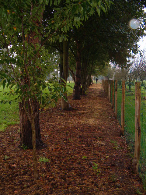Plant bomen wel op voldoende afstand van de perceelsgrens.