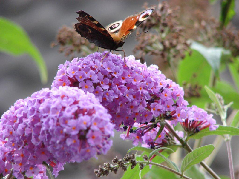 Dagpauwoog (vlinder) op vlinderstruik (Buddleja).