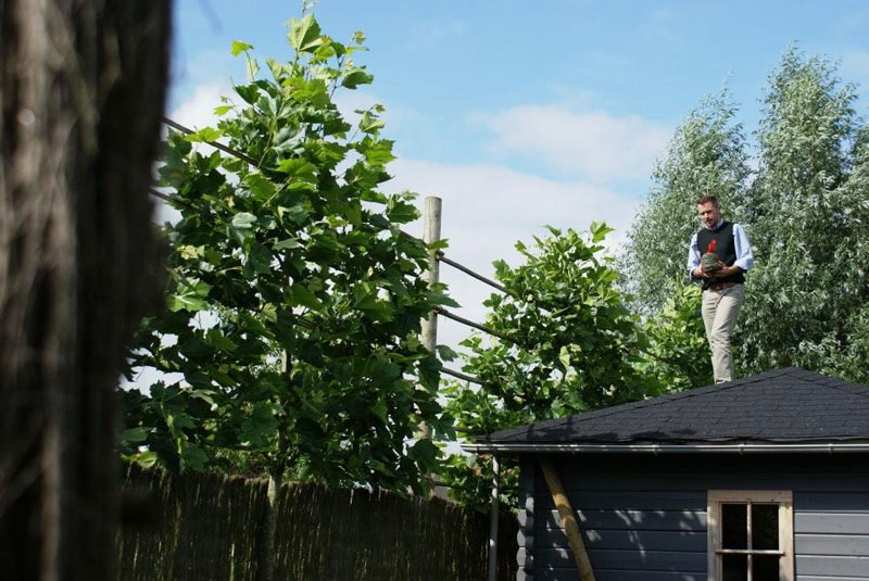 Leibomen snoei je best meerdere keren, anders gaan ze de hoogte in.