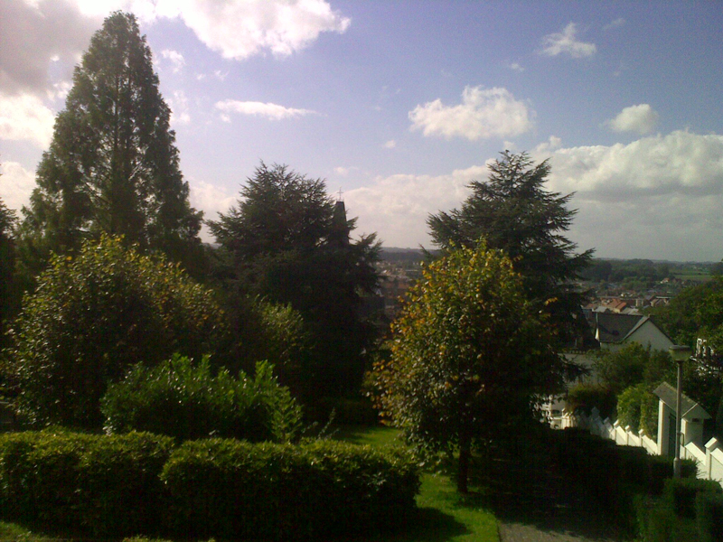 Bomen bepalen ons landschap en het stadsbeeld (foto in Geraardsbergen).