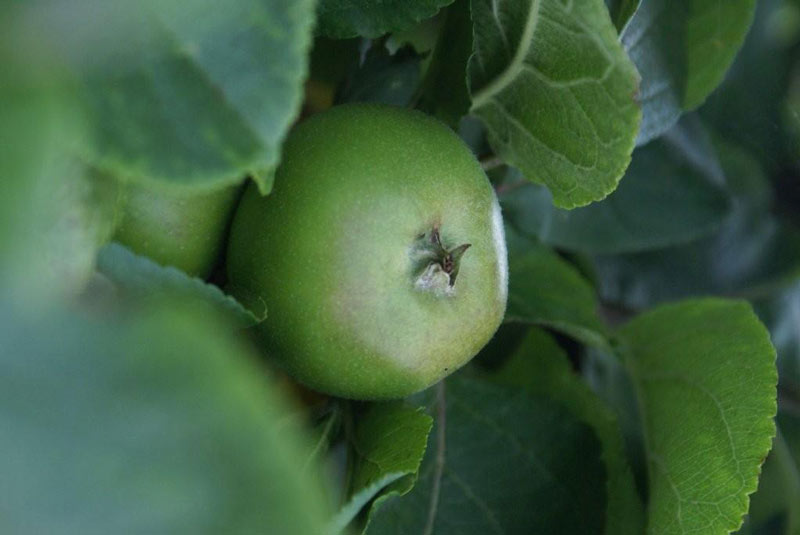 Wist je dat we ruim 90 procent van ons fruit te danken hebben aan de bestuiving door insecten?