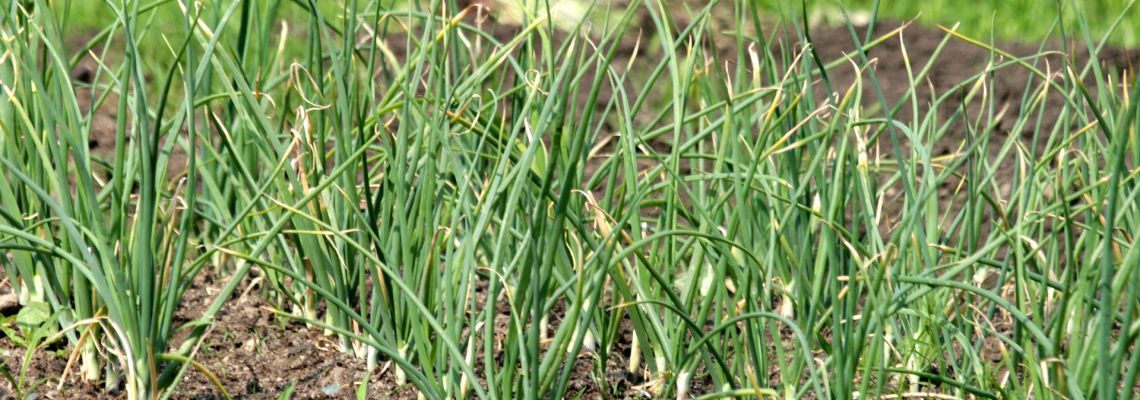 tuin2-1140
