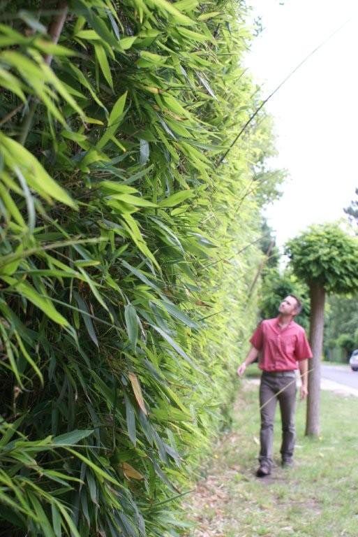 Ook bamboe kan perfect als haag de tuin beschermen.