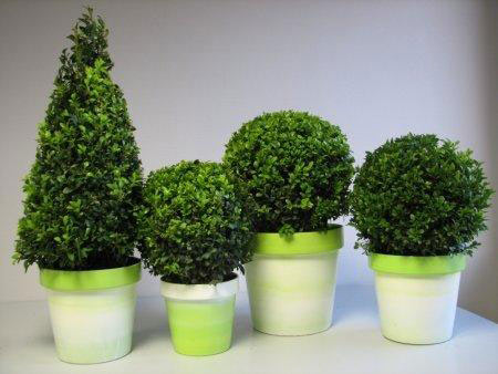 Mooie groene buxussen in pot