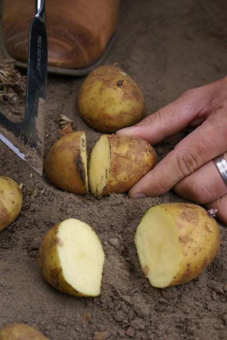 De vlezige massa van een aardappel.