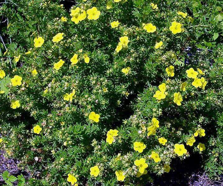 Potentilla (struikganzerik).