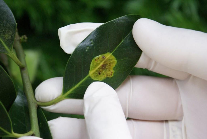 De Tuindokter stelt een diagnose. Dit blad van hulst (ILEX) is behoorlijk aangetast.
