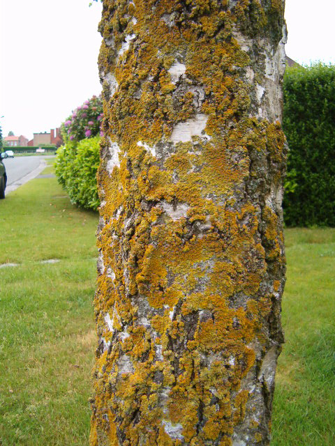 Korstmos op de stam van een berk (Betula).