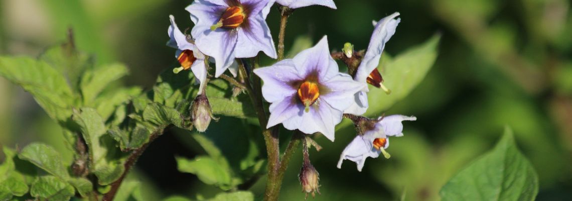 tuin4-1140