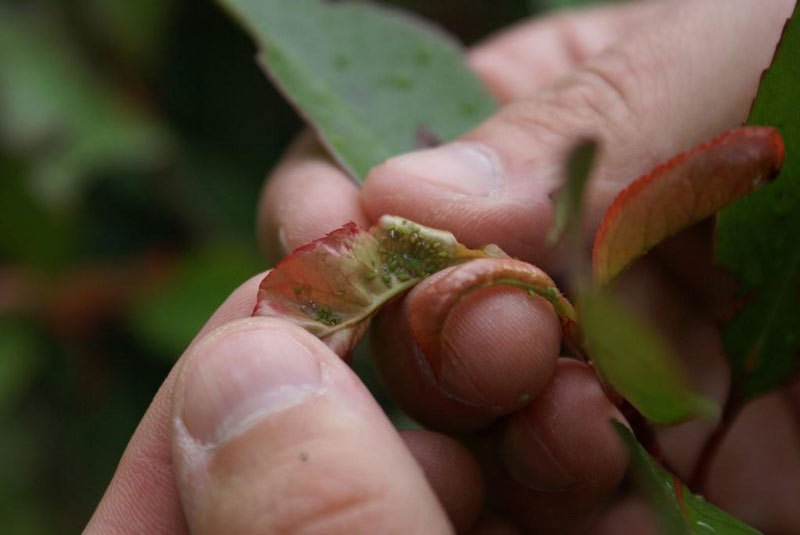 De onderzijde van een blad zit vaak vol met bladluizen. Deze plant, de Photinia, heeft er ook last van.