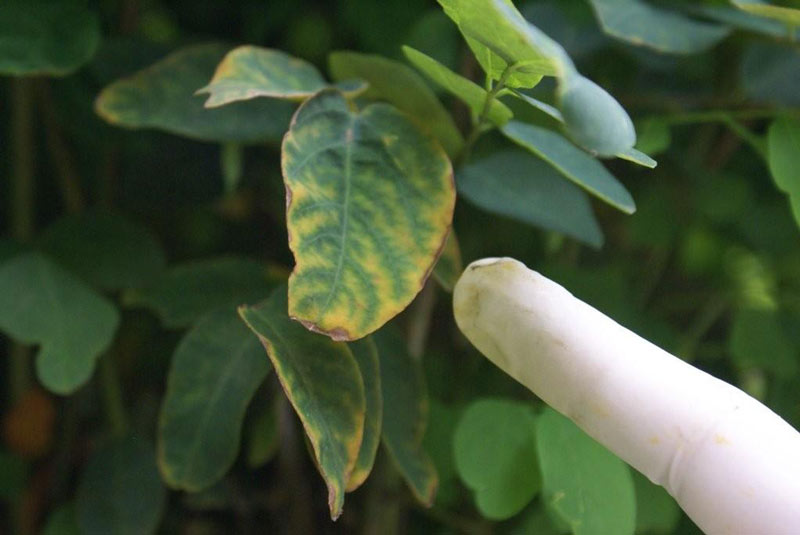 Let op de bruine randjes en vergeelde bladeren... Dit is een typisch voorbeeld van chlorose (voedingstekort).