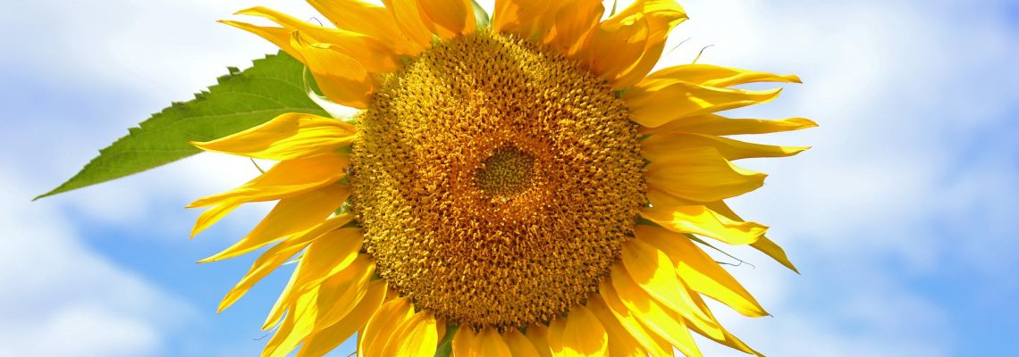 tuin5-1140