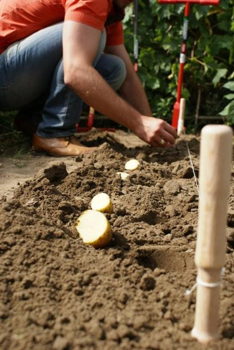Je kan aardappelen in stukken snijden en uitplanten, er zullen nieuwe planten uit groeien.