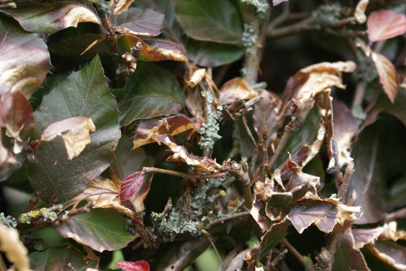 Het schadebeeld van deze rode beukenhaag (Fagus sylvatica Purpurea) is te wijten aan een slechte haagschaar en de ontwikkeling van korstmos.