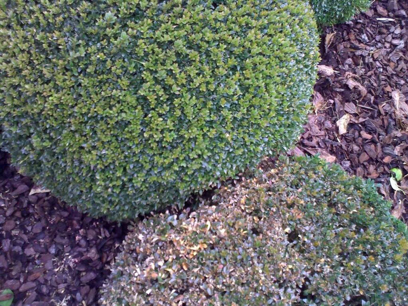 Aangetaste Buxus (schimmel)