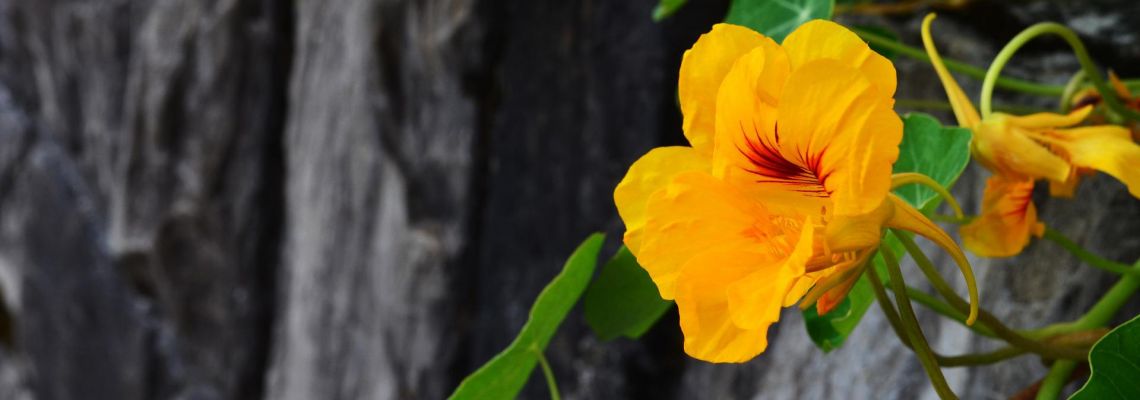 tuin6-1140