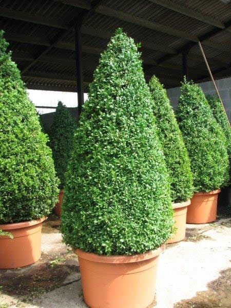 Buxus pyramide 120 - 130 cm