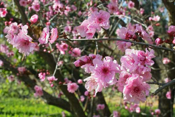 Prunus Cerasifera Atropurpurea (naakte bloei).